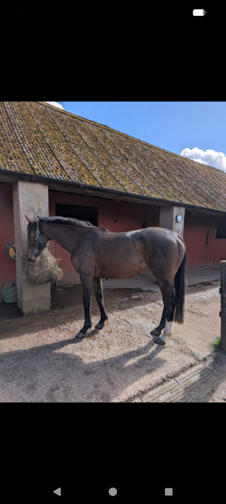 15'3hh 3 yr old TB mare never raced or trained