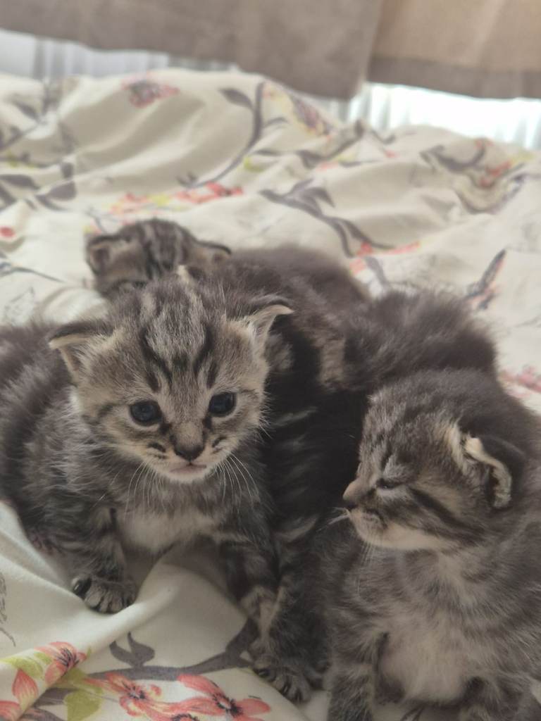 FOUR LOVLY FLUFFY MAINCOON KITTENS 