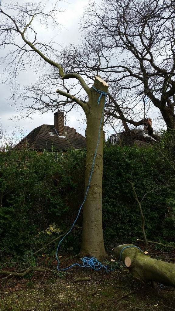 GARDEN CLEARENCE  &JUNGLE LANDSCAPING AND GREEN COLECT