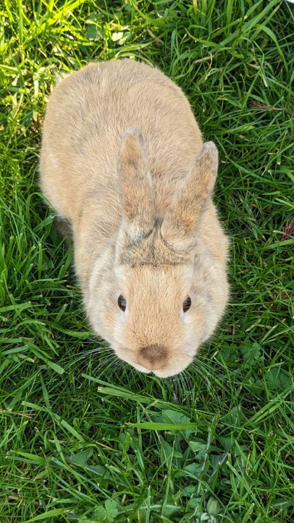Dwarf Bunny Rabbit 8 months + Home Cage