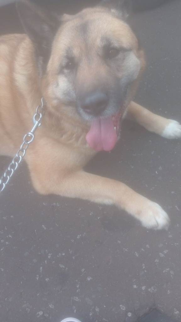 American Akita x malamute 