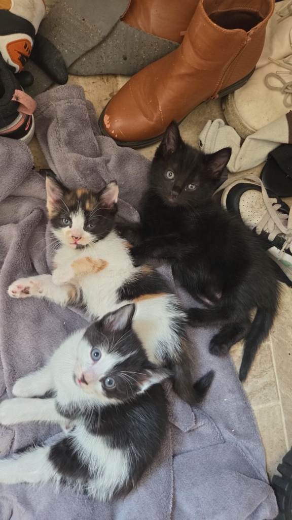 Beautiful mixed kittens