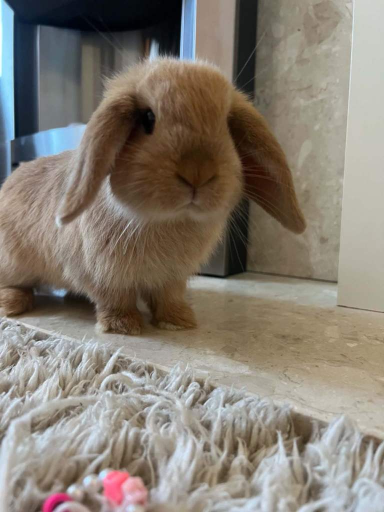 Mini lop baby rabbits