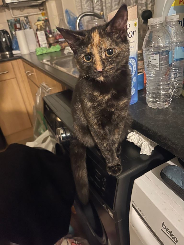 Cute Kitty
