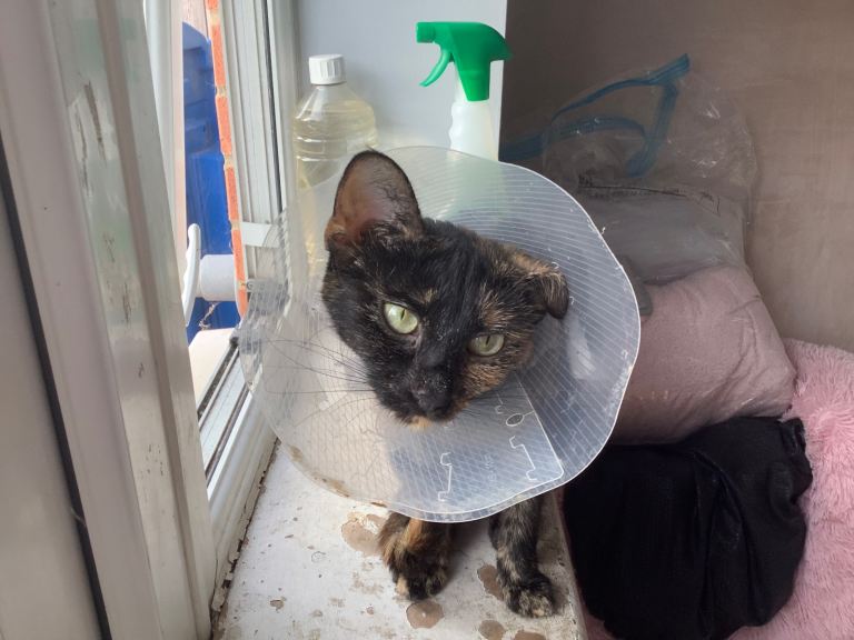 Tortoise shell colour female cat.