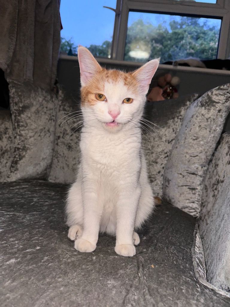 Domestic cat 