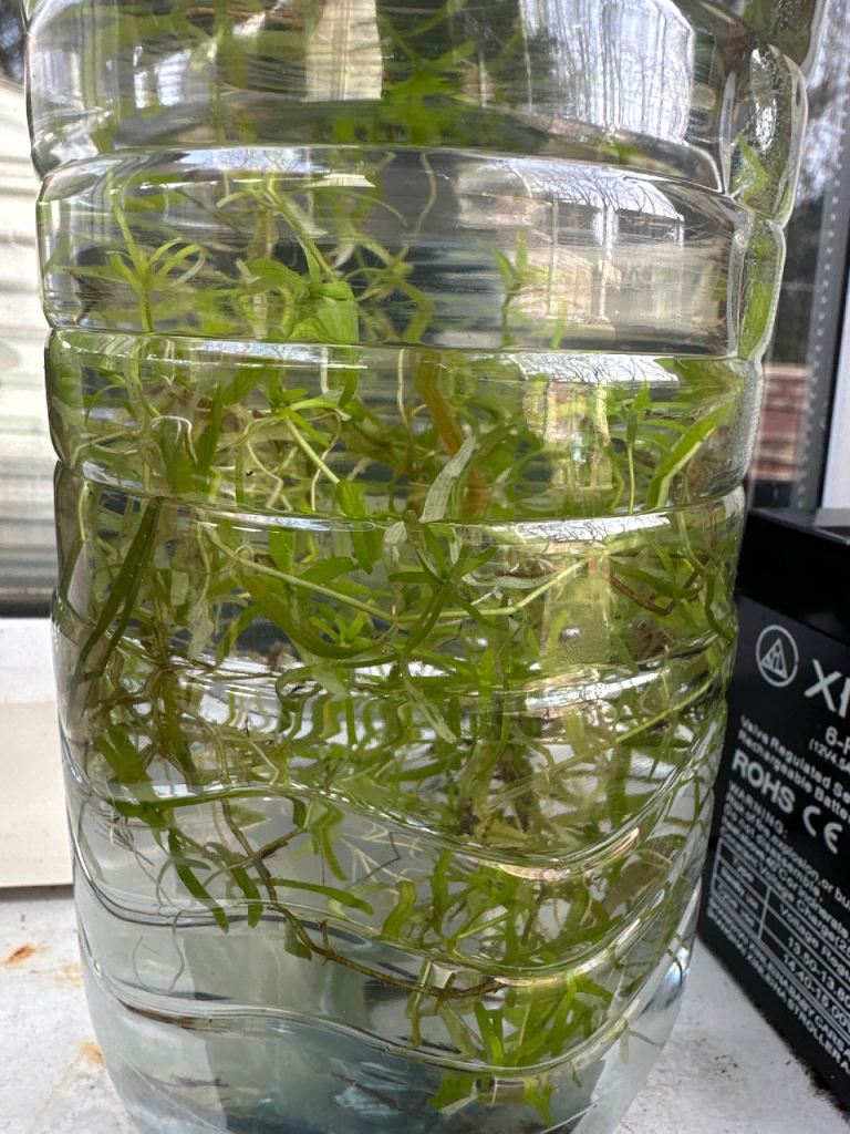Aquatic live plant 