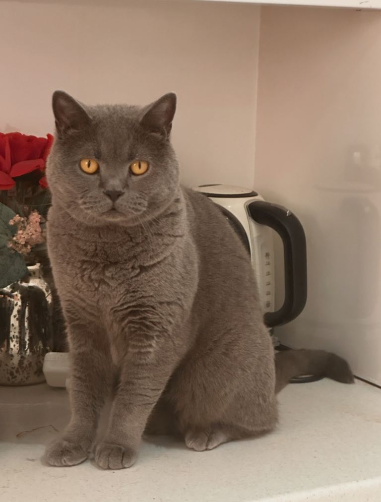 6-year old British shorthair looking for a new home 
