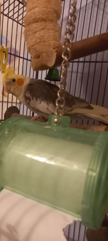 Cockatiel 