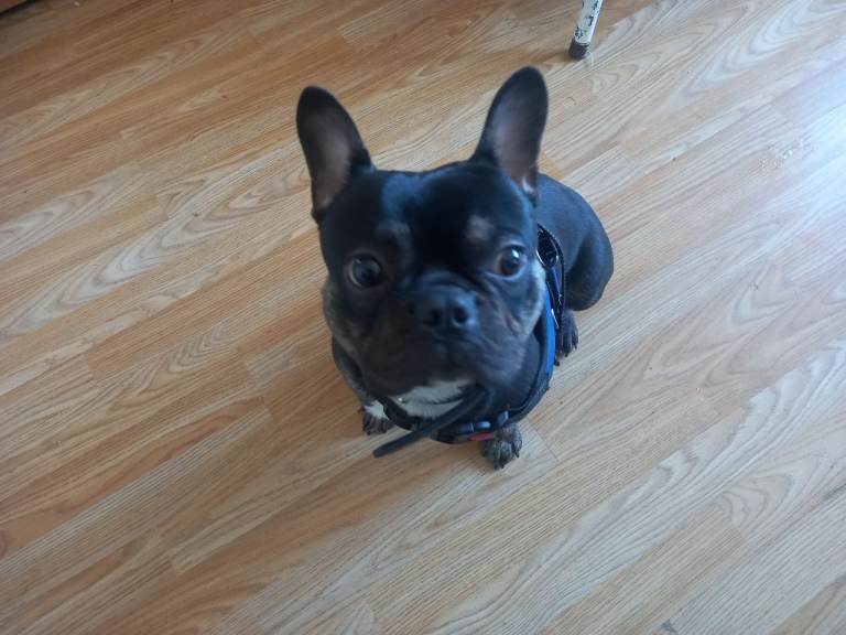 Frenchie  boy  12 week old  