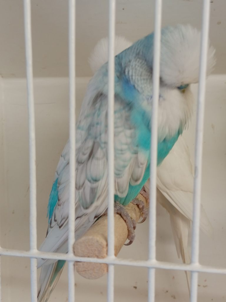 image for Exhibition budgies