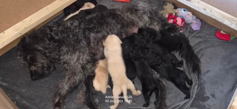 Double doodle puppies (labradoodle X goldendoodle, hypoallergenic)