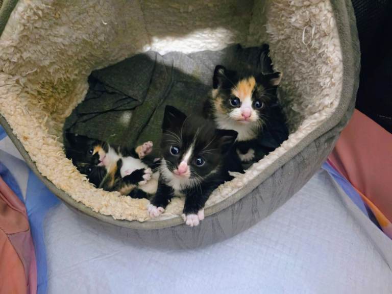  1 girl kitten left for sale