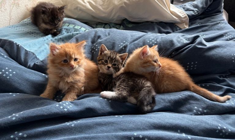 Kittens