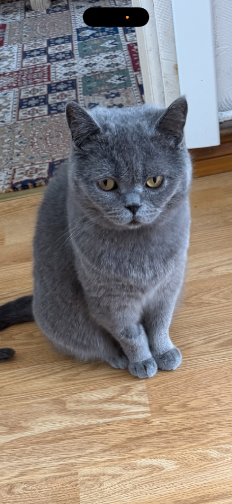 British blue short hair cat.