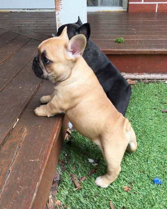 Dog crate and cover 