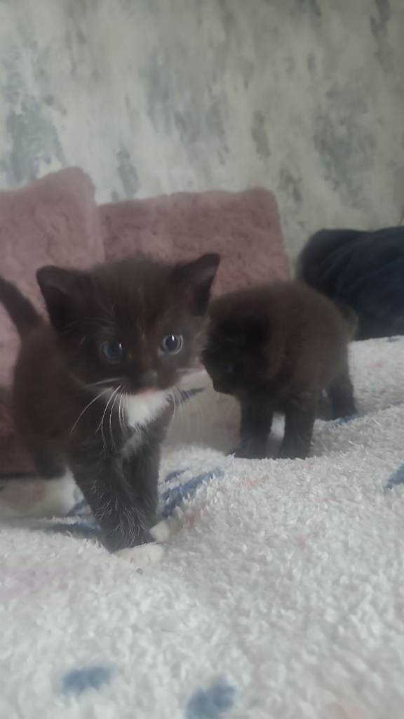 Kittens looking for their forever homes