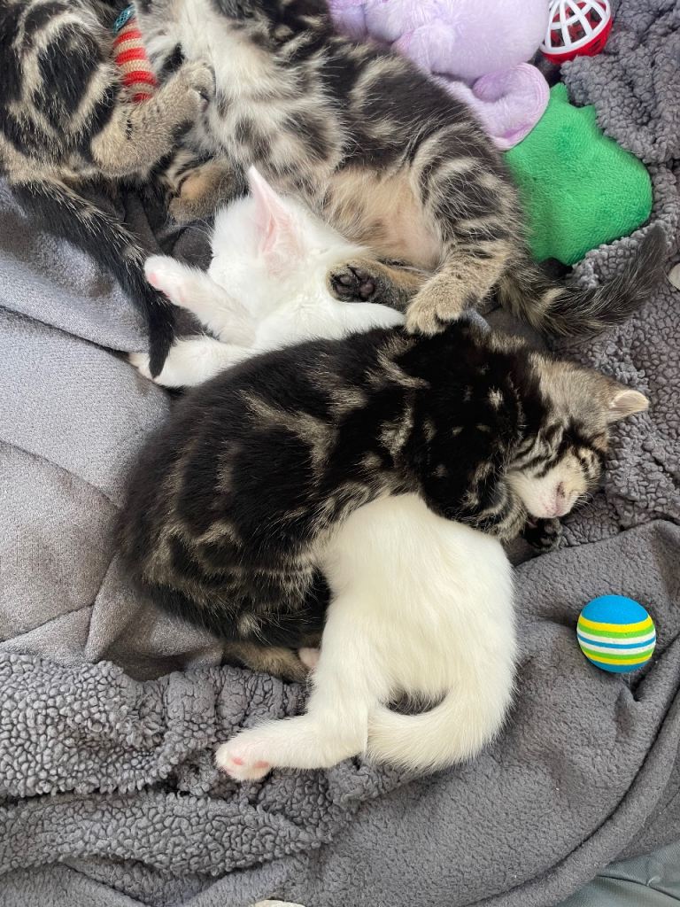 Kittens 