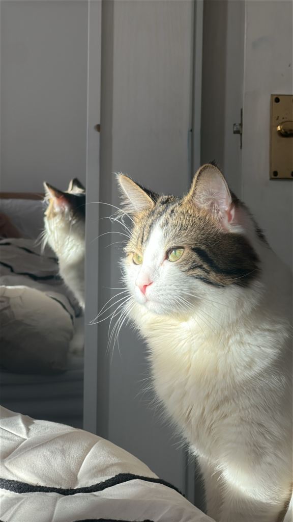 1 year old cat for sale