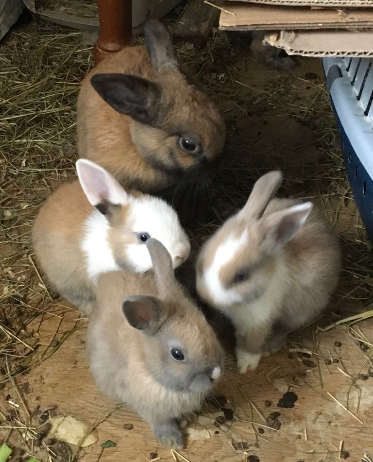 2 months old Rabbits for sale 