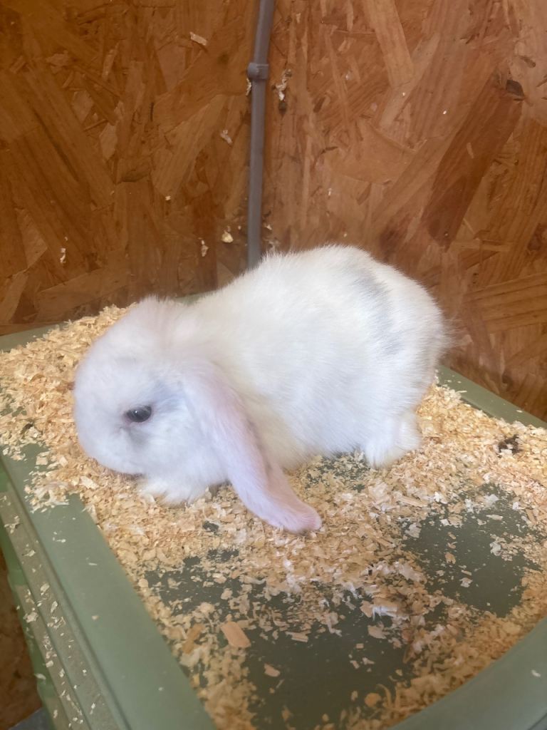 Mini lop baby rabbits 