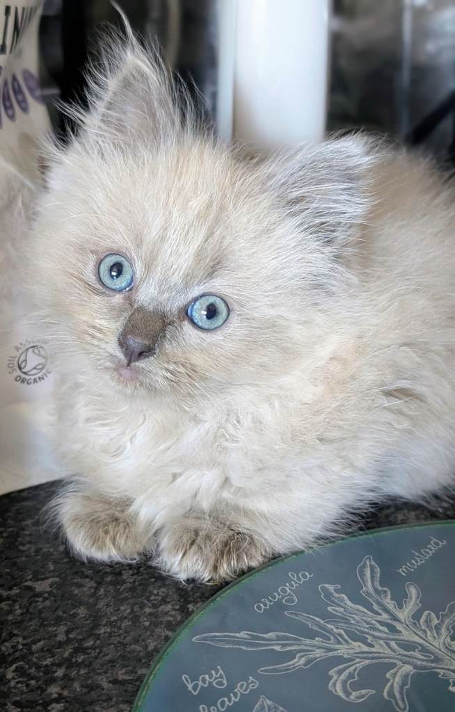 Gorgeous Blue Mink Point Ragdoll Boy