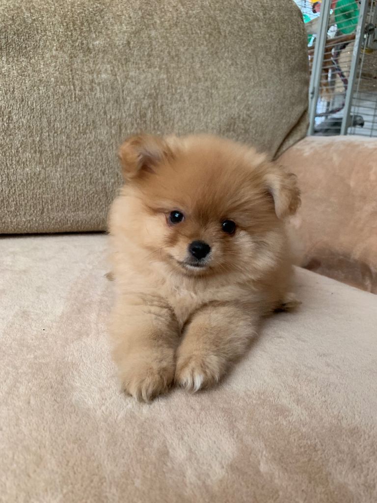 Female Pomeranian puppy 