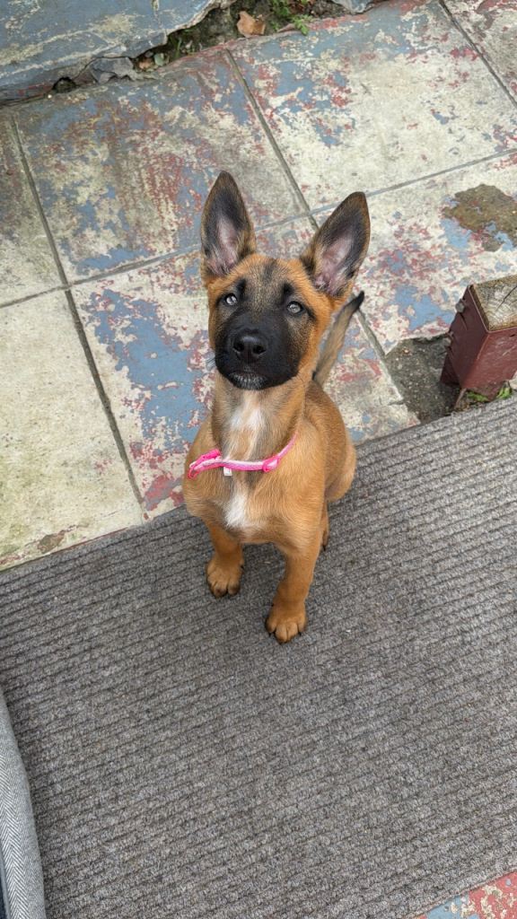 Belgian Malinois