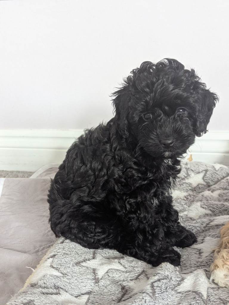 Cavapoo/Cockapoo Puppy 