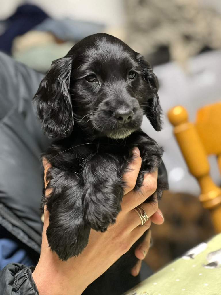 Cocker Spaniel Puppies 