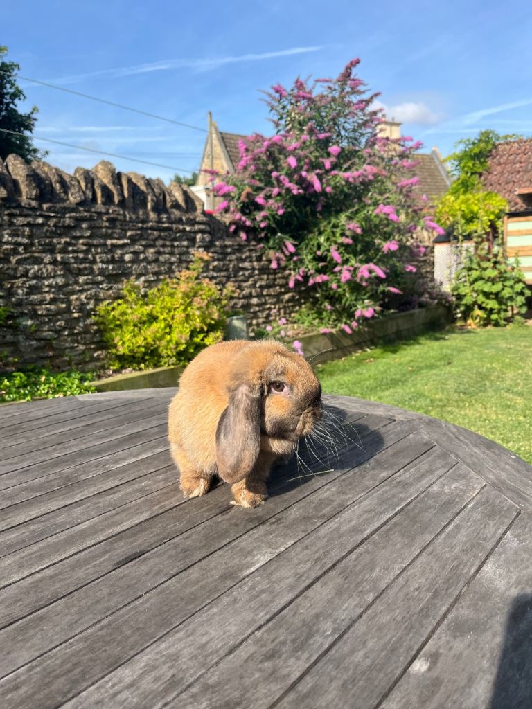 Beautiful Mini Lop bunnies