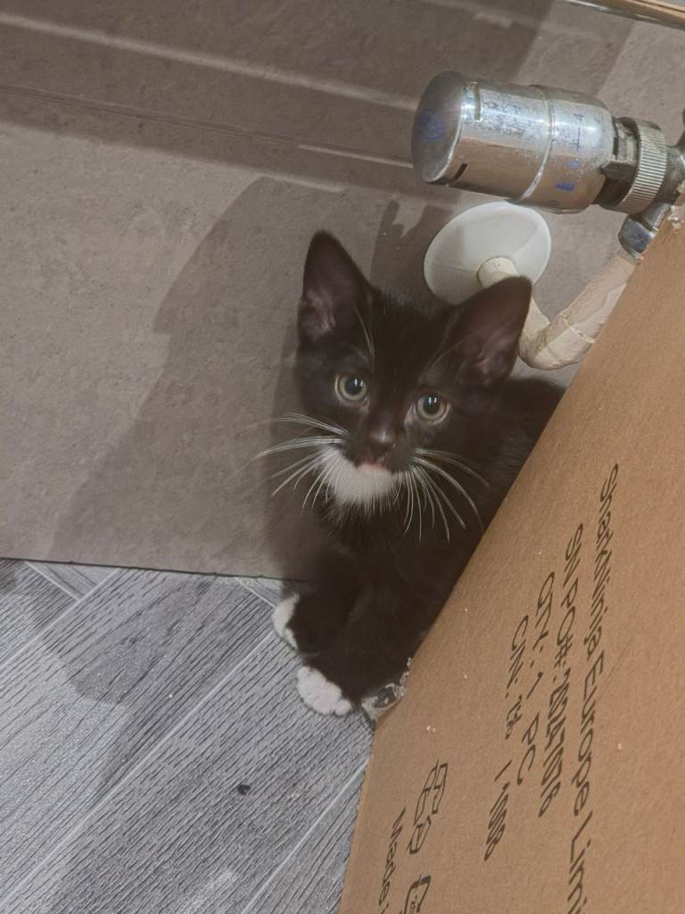 Cutest kittens in town.