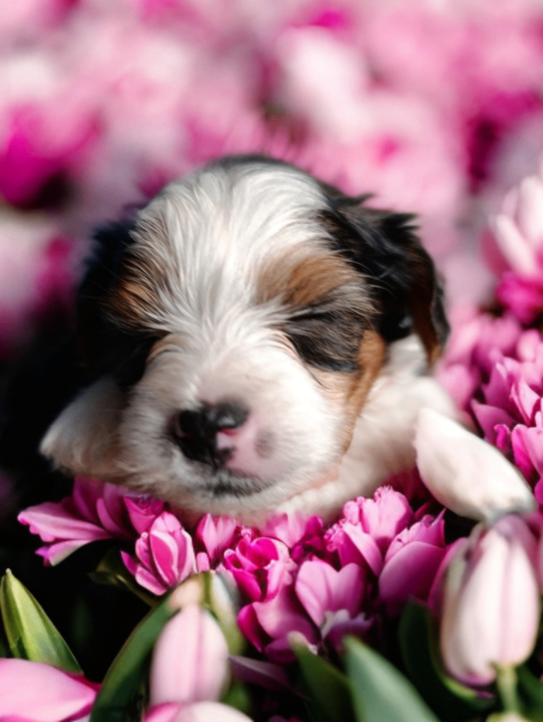 Colorfull Yorkshire terrier 