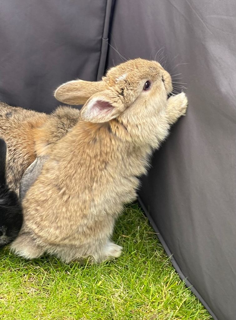 Baby mini lop rabbits