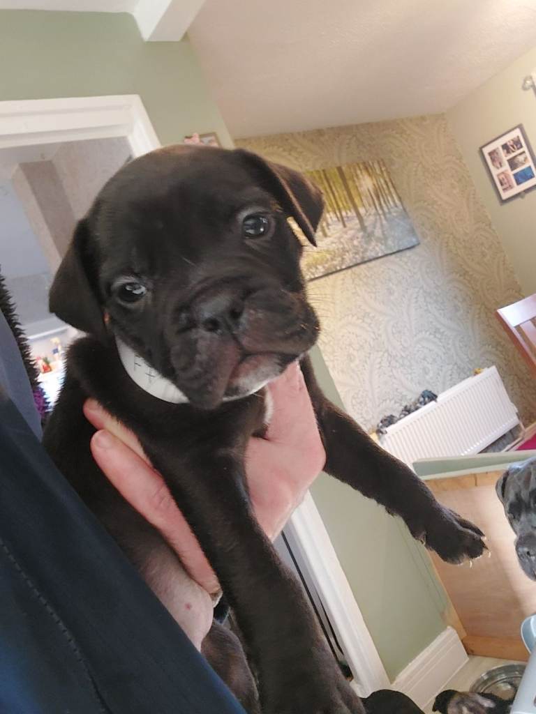 Cane Corso cross American bulldog puppy's 