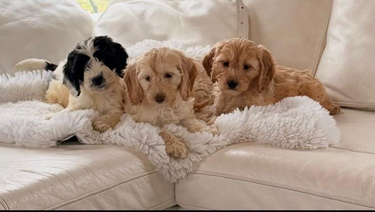 Gorgeous cockapoo Puppies 