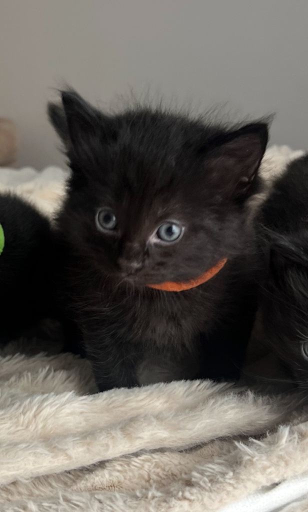 Beautiful Ragdoll Cross Kittens 