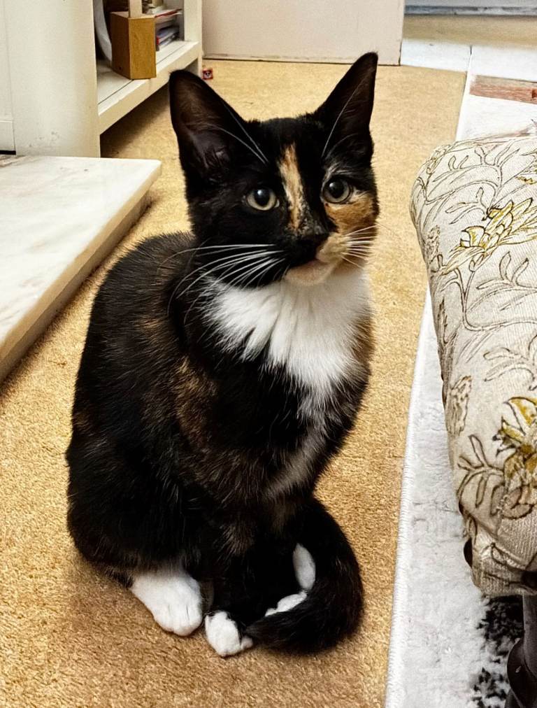 9-Week-Old Tabby Kittens – Playful & Litter Trained