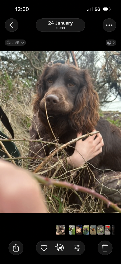 Sprocker pups 