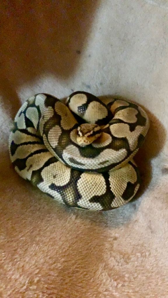 Royal ball pythons 