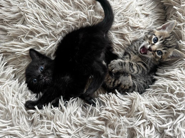 🐈‍⬛ 3 Beautiful Black Kittens Looking for Loving Homes 🏡❤️