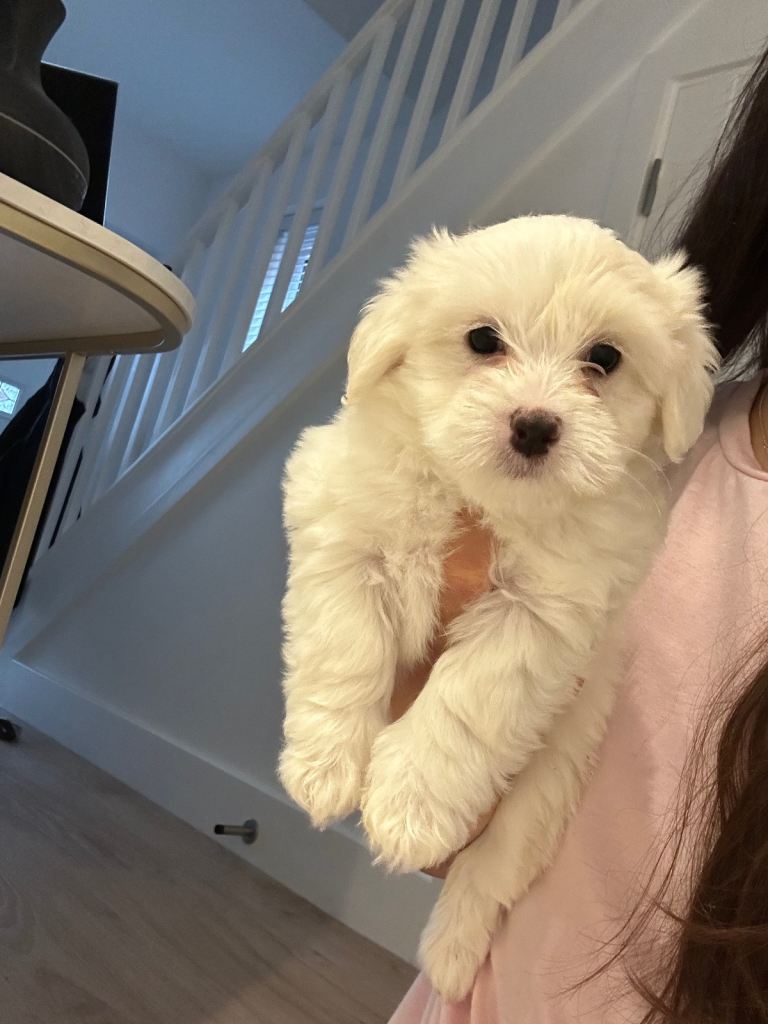 Bichon puppy 