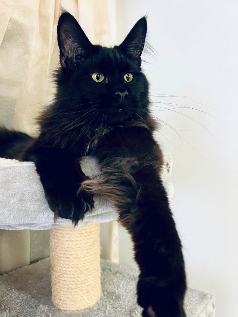 Gorgeous Black Smoke Purebred Maine Coon