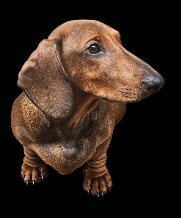 Standard smooth red shaded dachshund males