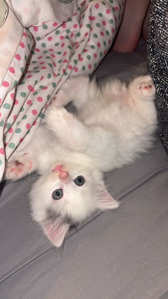 Fluffy long haired kittens 