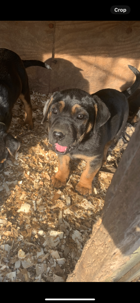 Labrador x Rotwiler puppy’s 