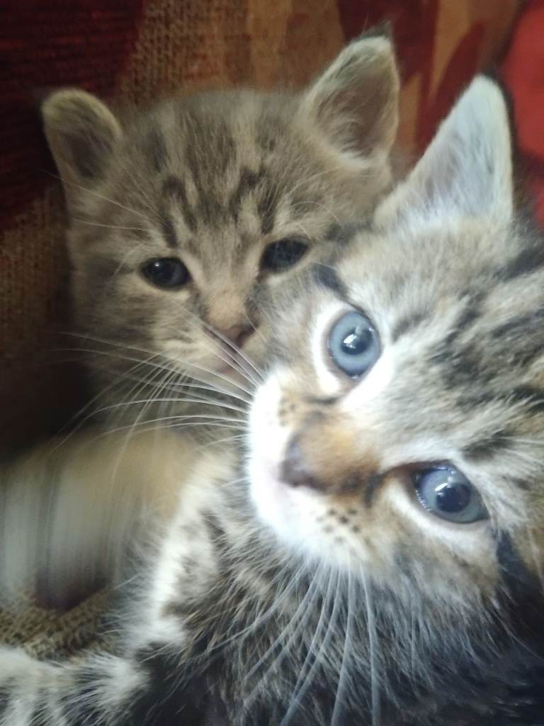 Gorgeous 5 weeks old kittens