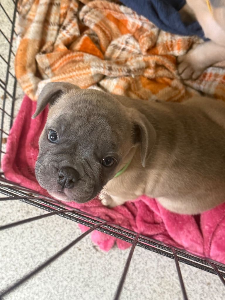 Frenchie cross bulldog 