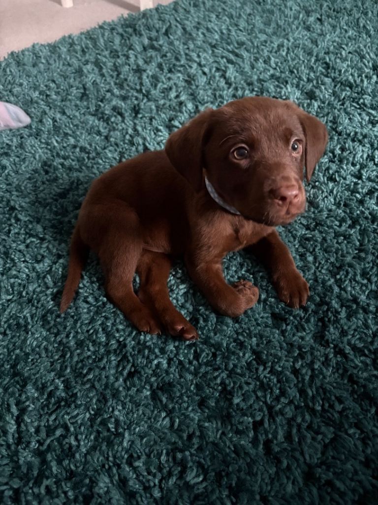 Chocolate Labrador puppy 