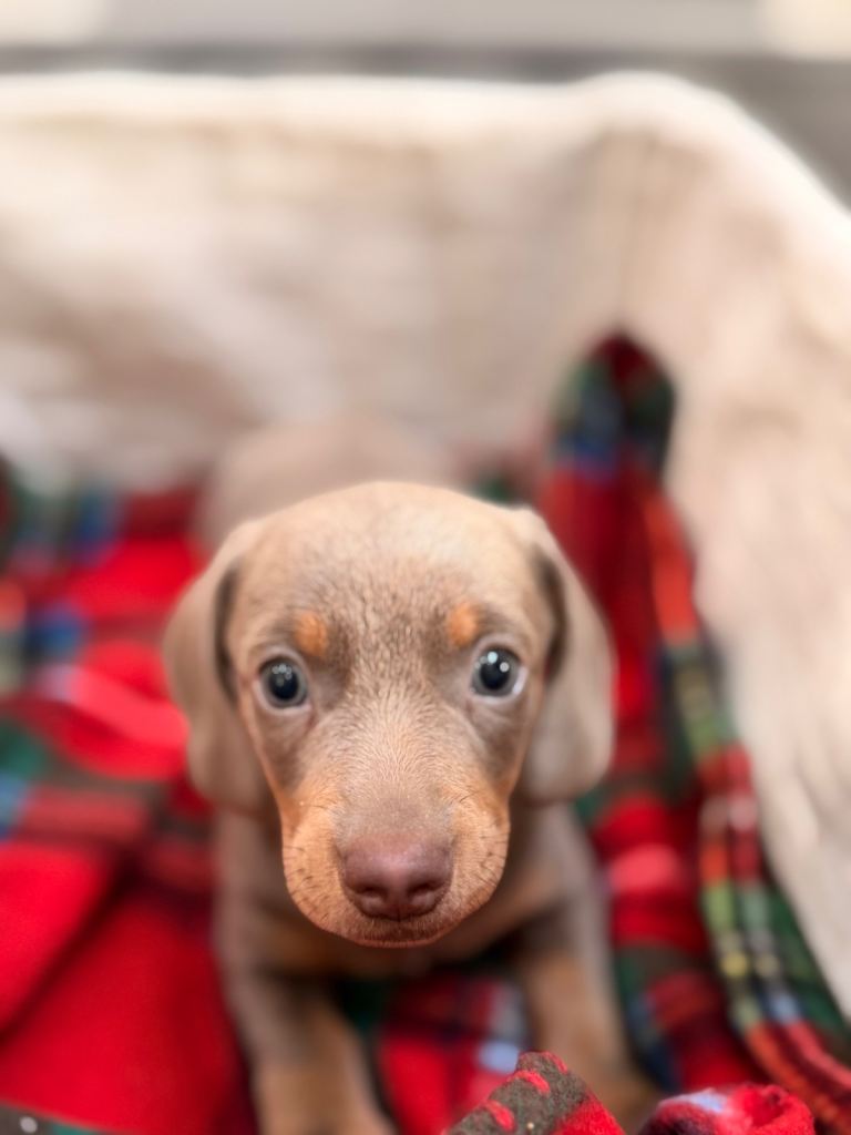 Dachshund Puppy